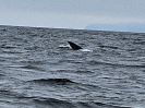 PICTURES/Whale Watching - Depoe Bay/t_Fin2.jpg